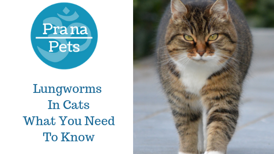 Natural treatment for lungworm in cats deals