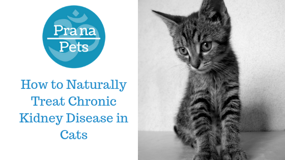 Home remedies for sales kidney failure in cats