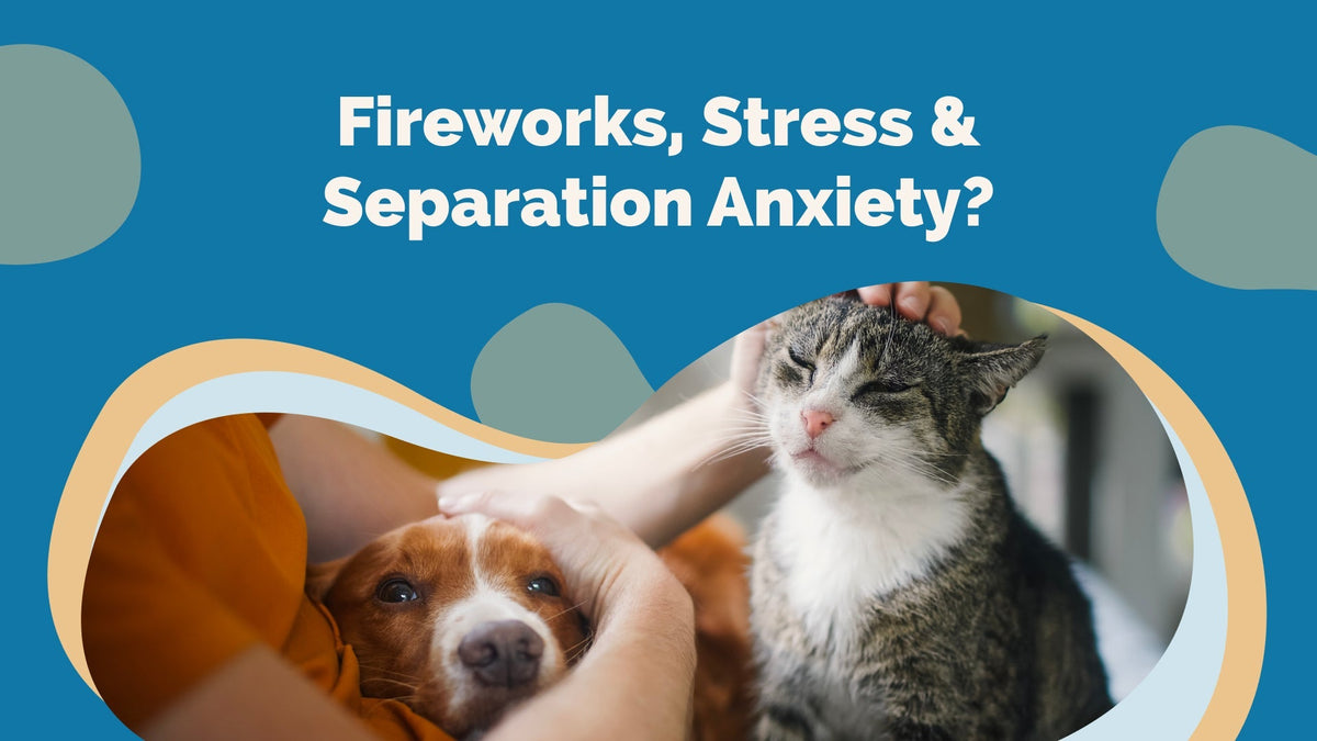 Stunning Herbal Anxiety Remedies For Cats image