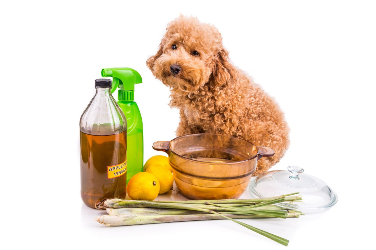 Apple cider vinegar flea spray for dogs sale