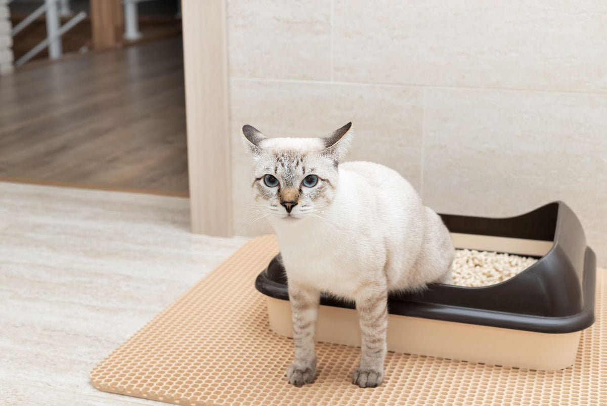 best cat uti medicine