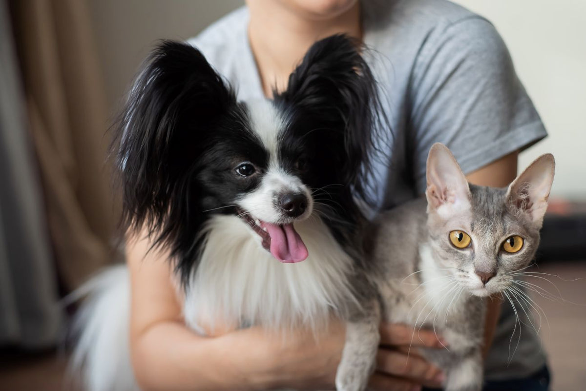 Top 10 Tips for Pet Health Wellness Month Prana Pets