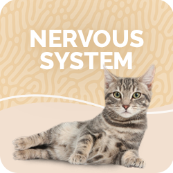 Cat Nervous System Supplements