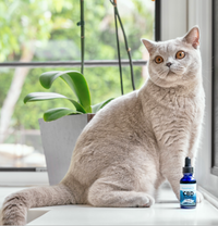 Thumbnail for CBD Oil for Cats