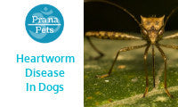Heartworm Treatment For Dogs