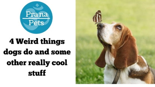 4 Weird things dogs do and some really cool stuff