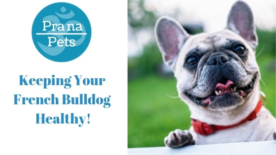 FRENCH BULLDOGS