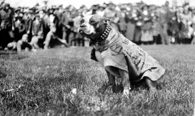 K9 Veterans Day: Three Notable War Dogs