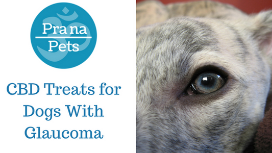 CBD Treats for Dogs With Glaucoma