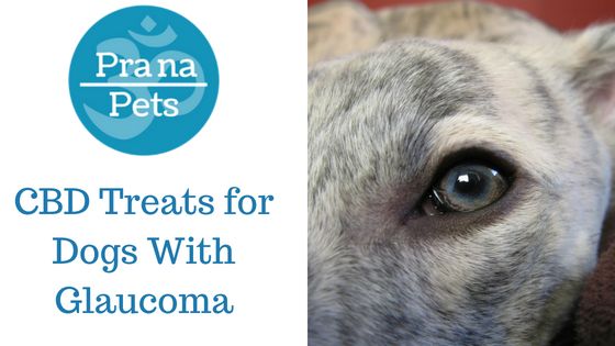 CBD Treats for Dogs With Glaucoma