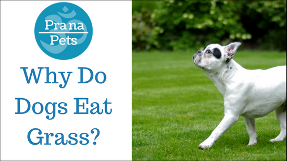 Why Do Dogs Eat Grass?