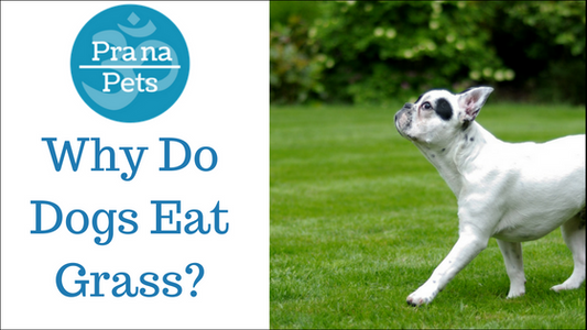Why Do Dogs Eat Grass?