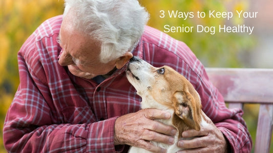 3 Ways to Keep Your Senior Dog Healthy