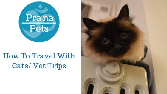 How To Travel With A Cat