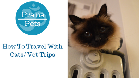 How To Travel With A Cat