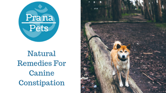 Natural Remedies For Canine Constipation