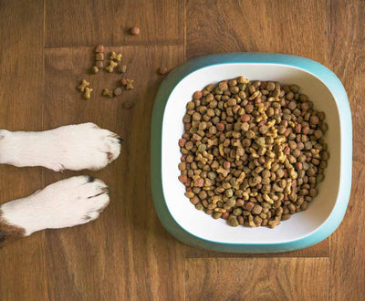 Diet for Dogs with Cushing’s Disease: What's Recommended?