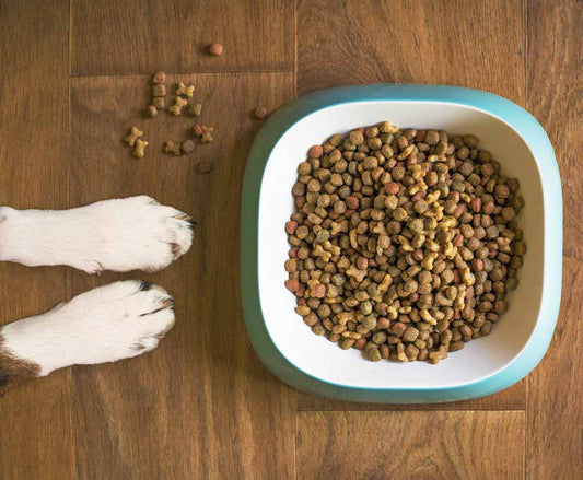 Diet for Dogs with Cushing’s Disease: What's Recommended?