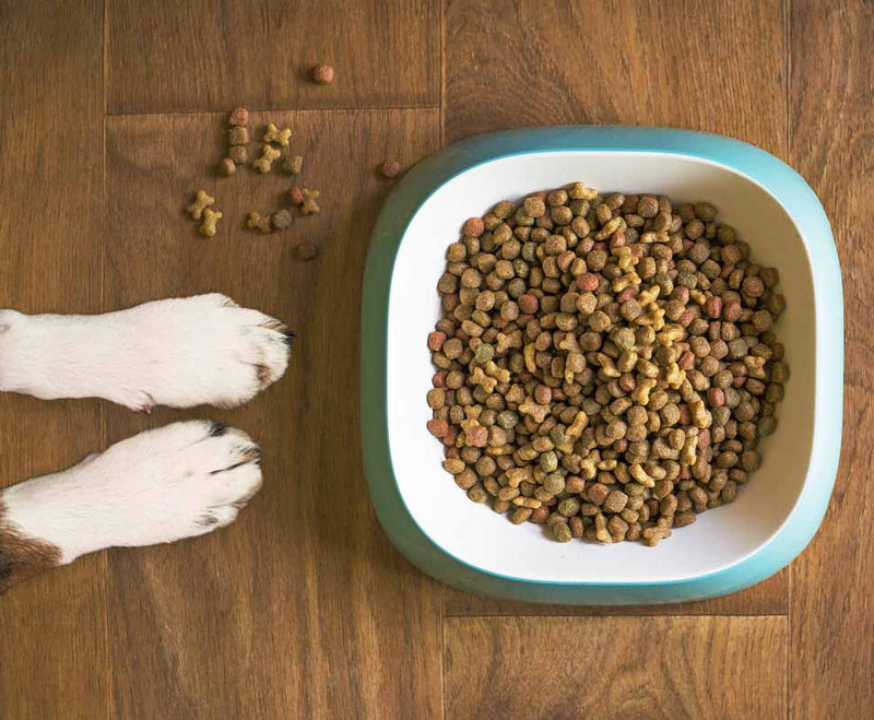 Diet for Dogs with Cushing’s Disease: What's Recommended?