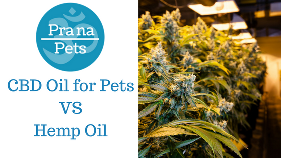 CBD Oil For Pets Vs Hemp Oil