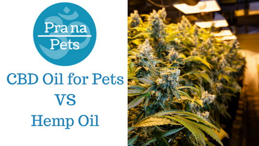CBD Oil For Pets Vs Hemp Oil