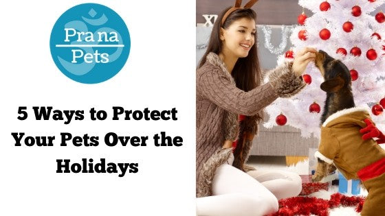 5 Ways to Protect Your Pets Over the Holidays