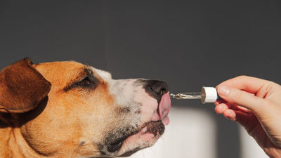 6 Best Dog Supplements for Optimal Canine Health