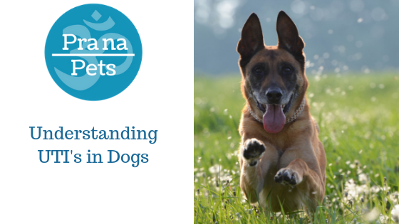 Understanding UTI's in Dogs