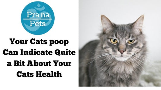Your cats poop