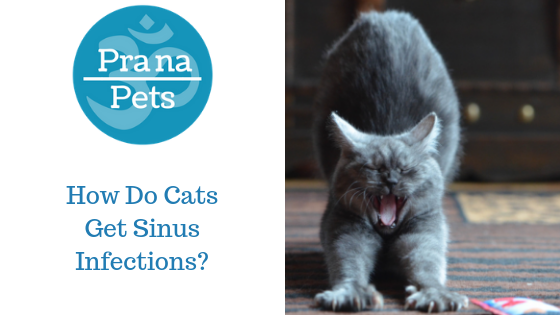 What Causes Sinus Infections In cats?