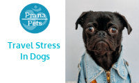 How Can I Help Travel Stress In My Dog?