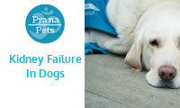 What Causes Kidney Failure In Dogs?