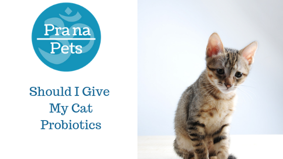 Should I Give My Cat Probiotics?