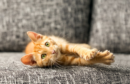 How to Treat Sinus Infection in Cats