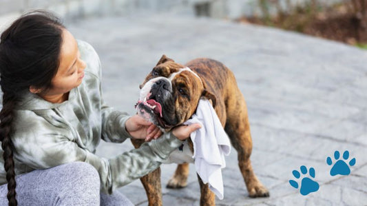 Best Dog Ear Wipes