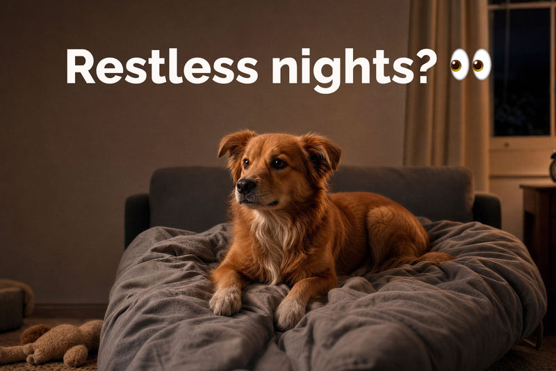 Sleep Disorders in Dogs & Cats: Causes and Signs Explained