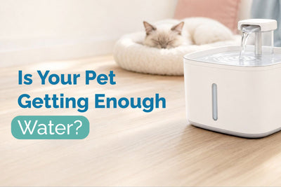 How Do You Tell If a Pet is Dehydrated: 5 Signs