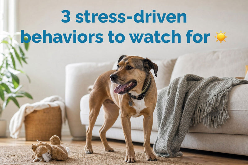 Cats, Dogs and Anxiety Symptoms: Top 3 You Can't Ignore