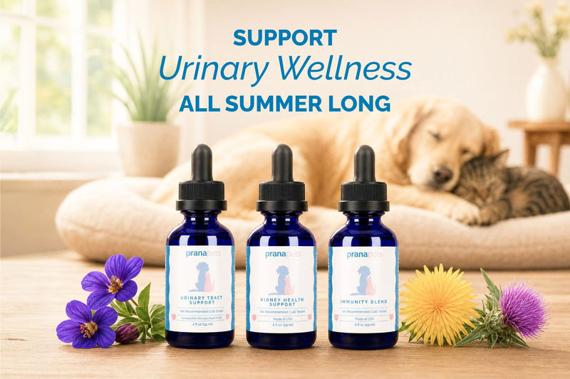 Complete Bladder Immunity Regimen: Summer Pet Care Tips