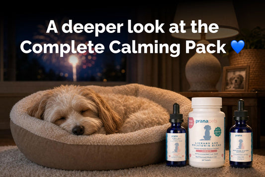 Ultimate Guide to the Complete Calming Pack for Dogs