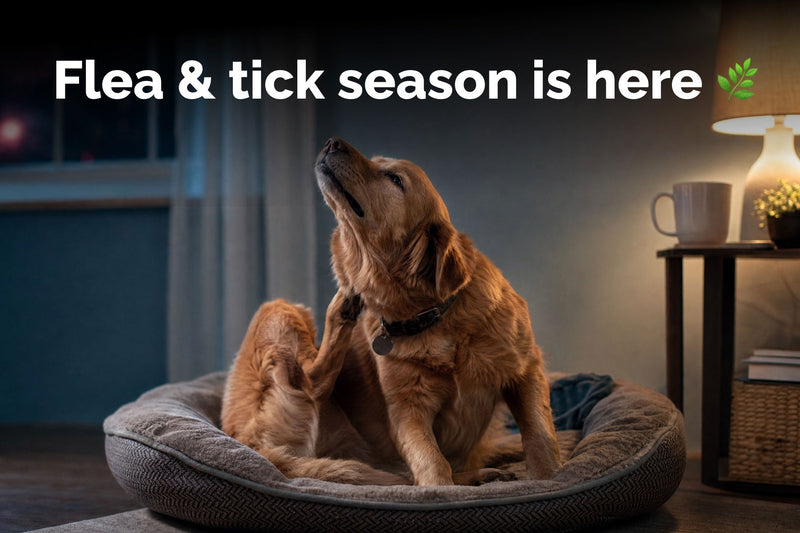 How to Tell if Dogs Have Fleas: Key Signs to Know