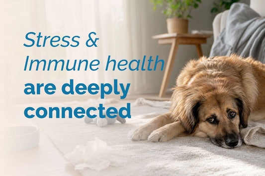 Immune Health and Your Stressed Dog or Cat