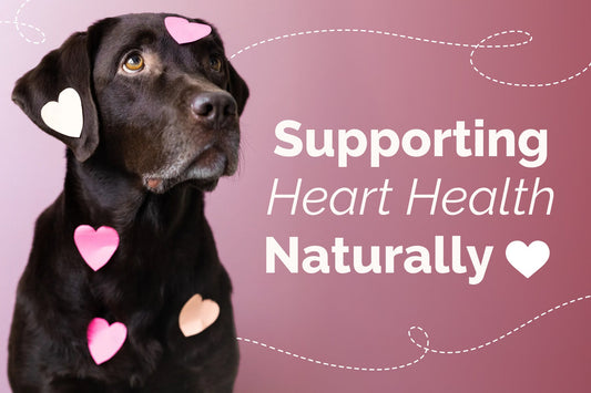 Discover Pet Heart Health for Happy, Youthful Pets
