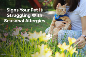Recognize Seasonal Allergies in Dogs & Cats: Key Signs