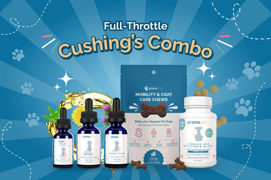 Cushings Support for Dogs: A Holistic Wellness Guide