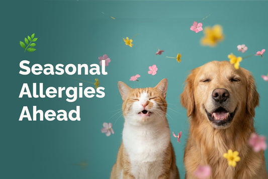 Seasonal Allergies in Dogs & Cats: How to Help