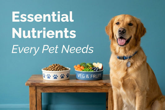 Pet Nutrition Basics: Key Nutrients Your Pet Needs