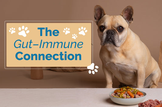 Understanding Your Cat or Dog’s Microbiome and Immunity