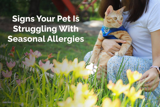 Signs Your Pet Has Seasonal Allergies