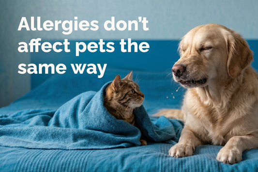 Cats, Dogs and Pollen Allergy: What Pet Owners Should Know